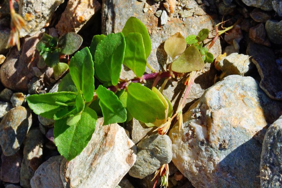 Veronica beccabunga